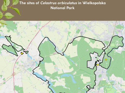 Celastrus orbiculatus