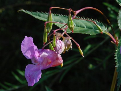 Niecierpek gruczołowaty Impatiens glandulifera