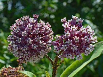 Trojeść amerykańska Asclepias syriaca