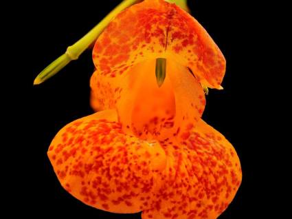 Niecierpek pomarańczowy Impatiens capensis