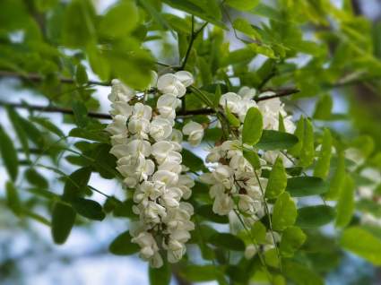 Robinia akacjowa Robinia pseudoacacia