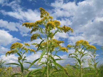 Nawłoć późna Solidago gigantea