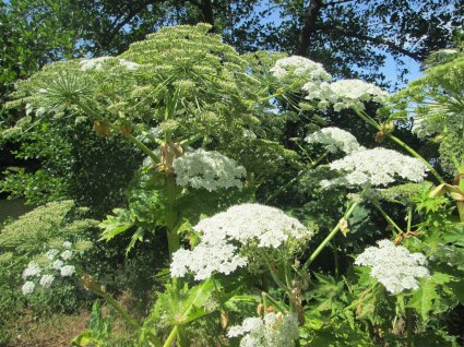 Barszcz Mantegazziego/Sosnowskiego Heracleum mantegazzianum