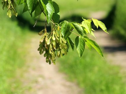 Klon jesionolistny Acer negundo