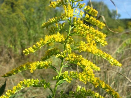Nawłoć kanadyjska Solidago canadensis