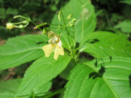 Niecierpek drobnokwiatowy Impatiens parviflora