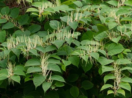 Rdestowiec ostrokończysty Reynoutria japonica