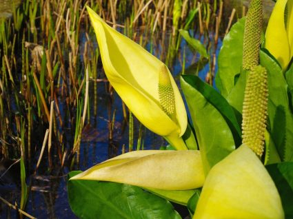 Tulejnik amerykański Lysichiton americanus