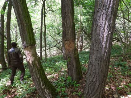 Obrączkowanie starszych drzew robinii akacjowej to skuteczny sposób na jej usunięcie ze środowiska