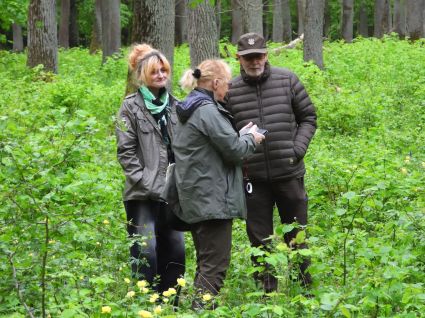Nie tylko gatunki z innych części świata stanowią zagrożenie dla rodzimej flory – tu, w świetlistej dąbrowie trwa niespodziewana ekspansja podrostów lipy drobnolistnej i graba, co zagraża dużej populacji pełnika europejskiego
