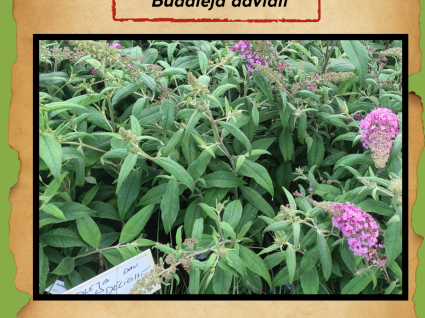 Budleja Dawida