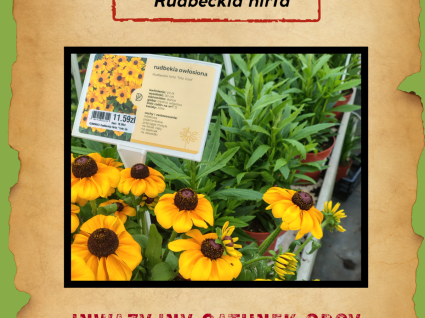 Rudbekia owłosiona